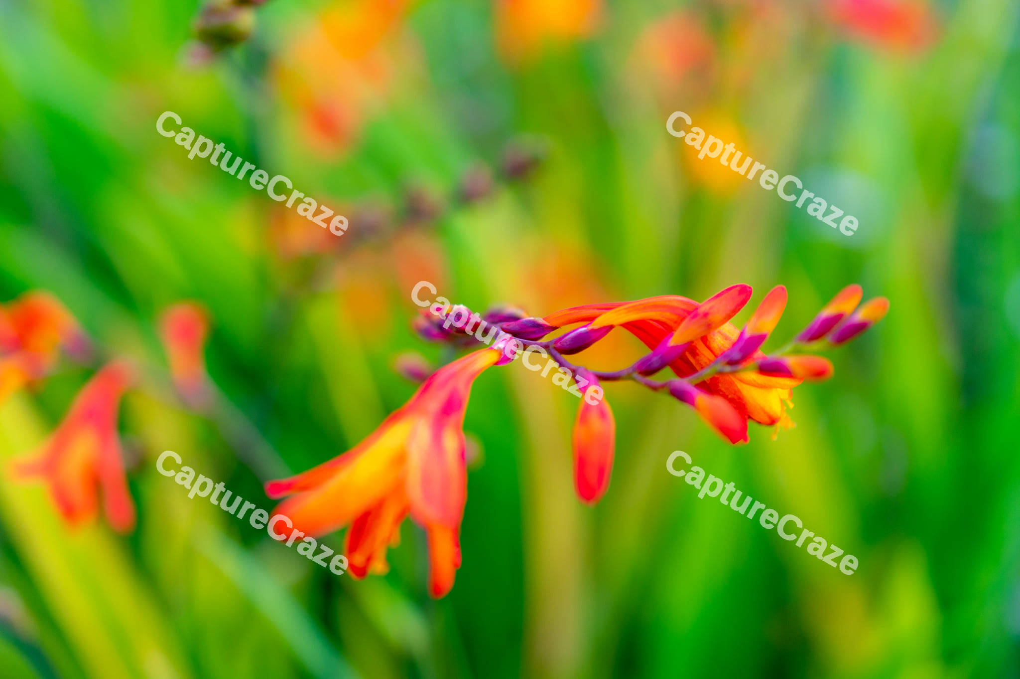 Montbretia